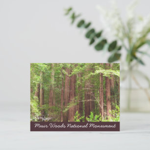 Cartão Postal Árvores Redwood no Monumento Nacional Muir Woods