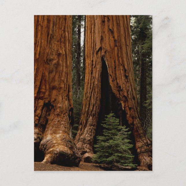 Cartão Postal Árvores Redwood, Parque Nacional Sequoia. (Frente)