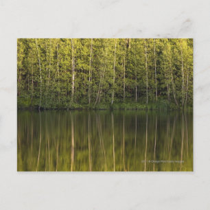 Cartão Postal Árvores Refletidas Na Água
