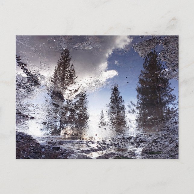 Cartão Postal Árvores refletindo na água da poça da chuva (Frente)