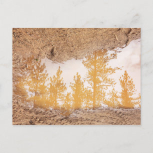 Cartão Postal Árvores refletindo na água da poça de lama de chuv