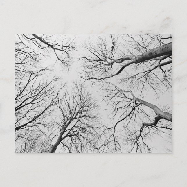 Cartão Postal Árvores sem folhas em Thiepval Wood (Frente)