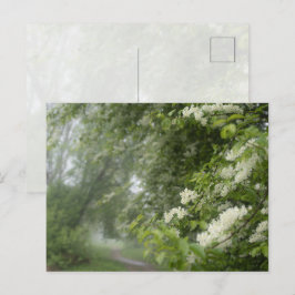 Cartão Postal Árvores sonhadoras de primavera, natureza estética