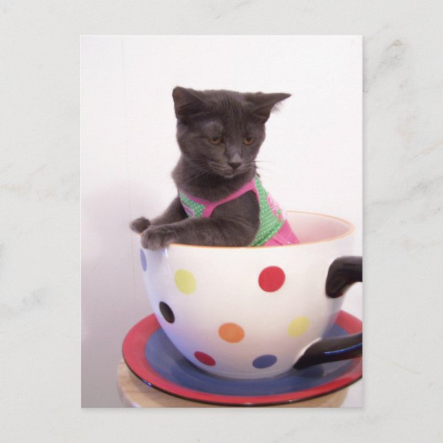 Cartão Postal arys kitten (Frente)