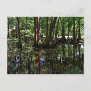 Cartão Postal As Árvores de Imprensa 2