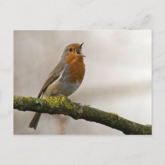 Cartão Postal as aves são os únicos animais com penas 3