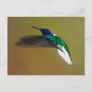 Cartão Postal as aves são os únicos animais com penas 4