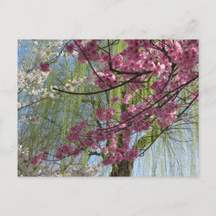 Cartão Postal As Cores da Primavera: Tóquio