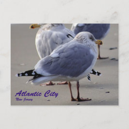Cartão Postal As gaivotas de Atlantic City
