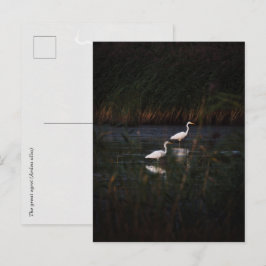 Cartão Postal As grandes garças (Ardea alba) aves