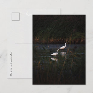 Cartão Postal As grandes garças (Ardea alba) aves