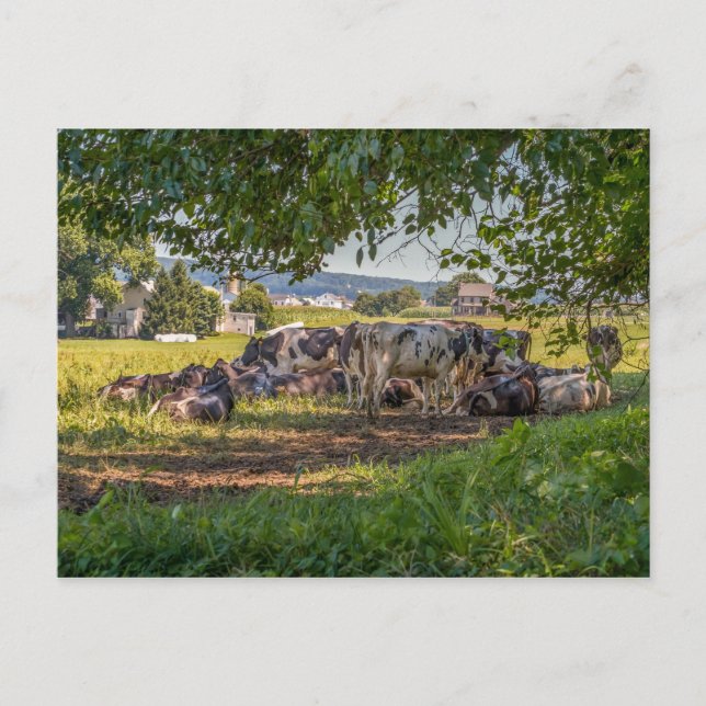 Cartão Postal As vacas da AP Lancanster (Frente)