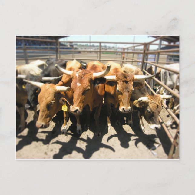 Cartão Postal As vacas voltaram para casa (Frente)