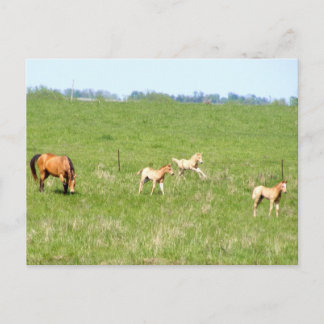 Cartão Postal Asas de maio: Cavalos