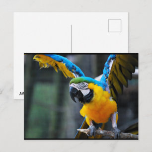 Cartão Postal Asas de Ouro e Safira