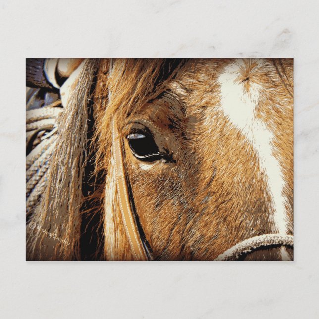 Cartão Postal Ascendente próximo do cavalo (Frente)