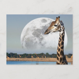 Cartão Postal Ascensão da Lua sobre um grupo de Girafa em Etosha
