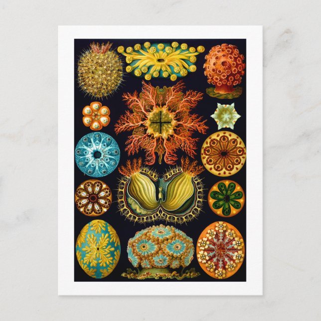 Cartão Postal Ascidiacea (Sea Squirts), Ernst Haeckel Belas Arte (Frente)