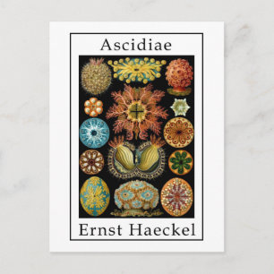 Cartão Postal Ascidiae por Ernst Haeckel
