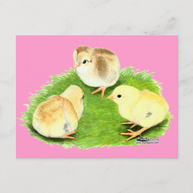 Cartão Postal Aseel Wheaten Pintinhos (Frente)
