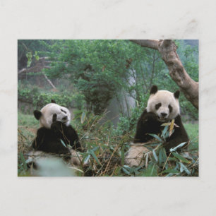 Cartão Postal Ásia, China, Chengdu. Santuário Giant Panda - 2