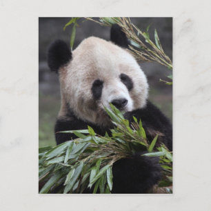 Cartão Postal Ásia, China Chongqing. Giant Panda no