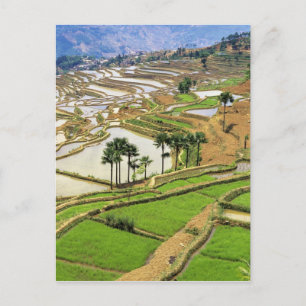 Cartão Postal Ásia, China, Yunnan, Honghe. Terraços de arroz pe