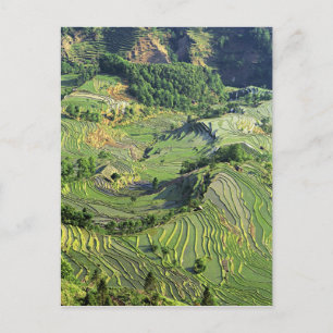 Cartão Postal Ásia, China, Yunnan, Yuanyang. Padrão de verde