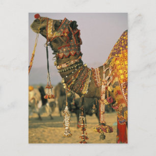 Cartão Postal Ásia, Índia, Pushkar. Camelo Shamu, Pushkar