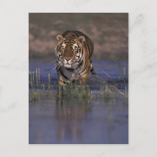 Cartão Postal ASIA, India Tiger walking through the water