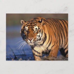 Cartão Postal ÁSIA, Índia, Tigre-de-bengala (Panthera tigris)