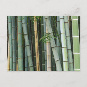 Cartão Postal Ásia, Japão, Kyoto, Arashiyama, Sagano, Bambu