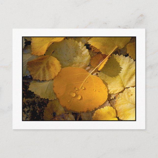 Cartão Postal "Aspen Folhas - Rock Creek Canyon" (Frente)