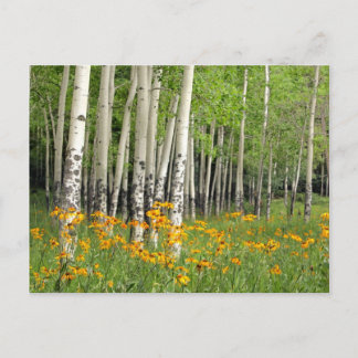 Cartão Postal Aspen Grove no Novo México
