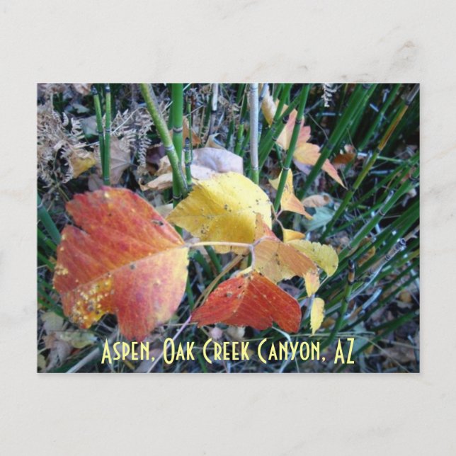 Cartão Postal Aspen, Oak Creek Canyon, AZ (Frente)