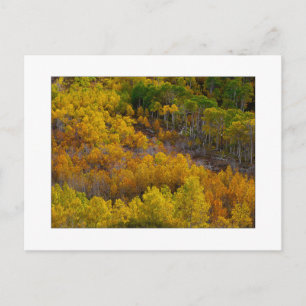 Cartão Postal "Aspen Tree Hill"