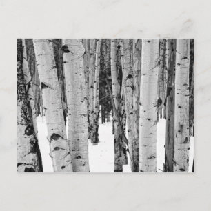 Cartão Postal Aspens