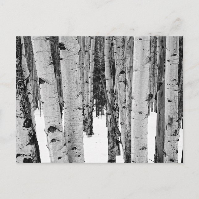 Cartão Postal Aspens (Frente)