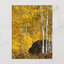Cartão Postal Aspens