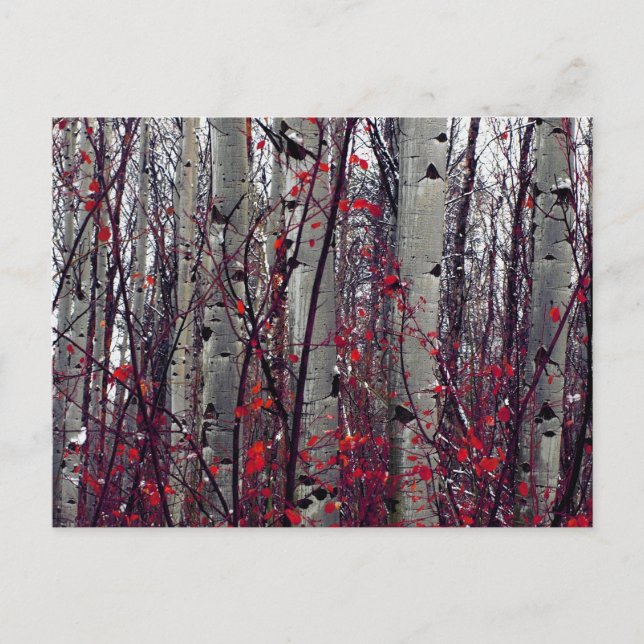 Cartão Postal Aspensos Autóctones (Frente)