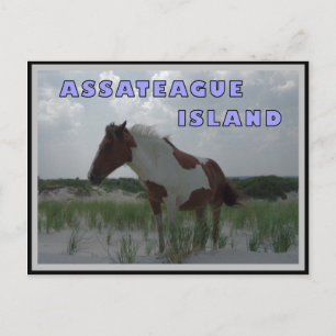 Cartão postal Assateague Cavalos Selvagens 2
