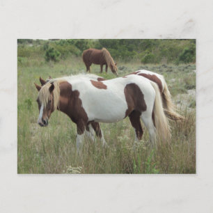 Cartão Postal Assateague Ponies