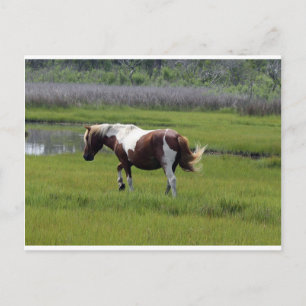 Cartão Postal Assateague Wild Horse