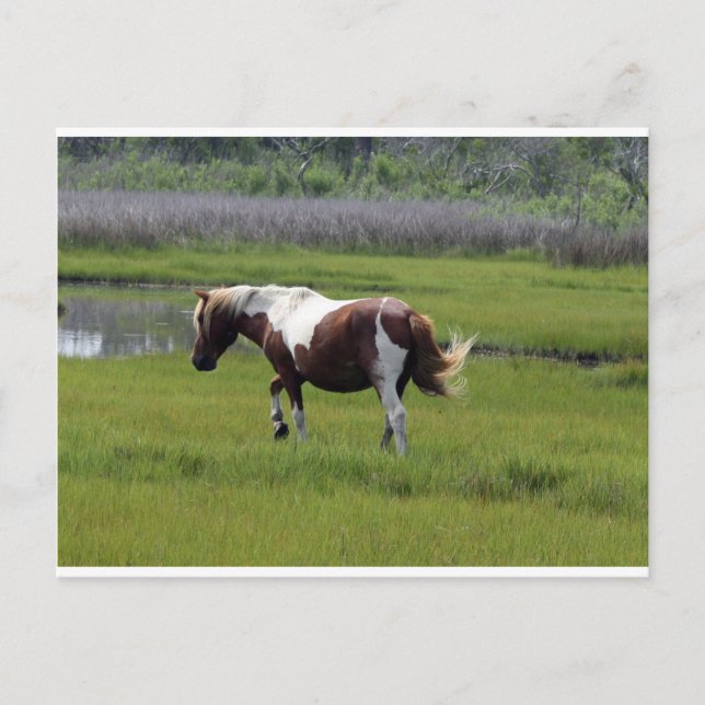 Cartão Postal Assateague Wild Horse (Frente)