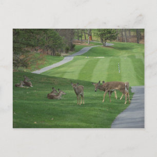 Cartão Postal Assistindo à refrigeração