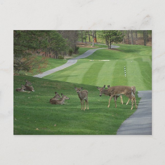 Cartão Postal Assistindo à refrigeração (Frente)