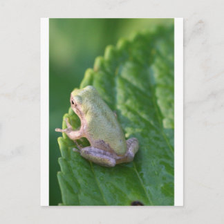 Cartão Postal Assistindo ao pôr do sol