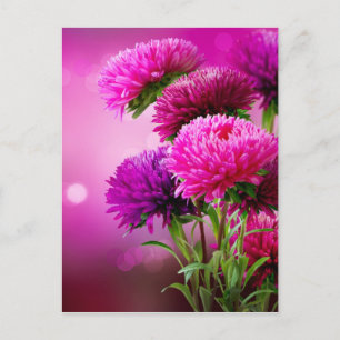 Cartão Postal Aster Autumn Flowers Art Design