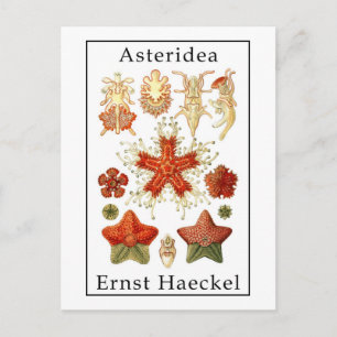 Cartão Postal Asteridea por Ernst Haeckel