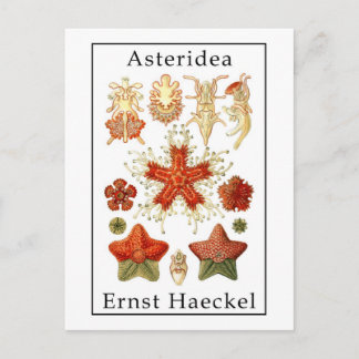 Cartão Postal Asteridea por Ernst Haeckel